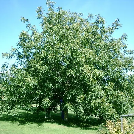 Appartement Gastehaus Eichwald