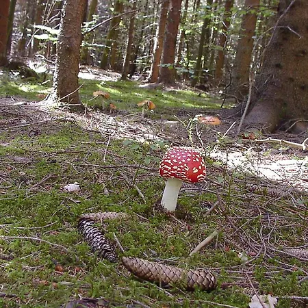 Gaestehaus Eichwald Lejlighed