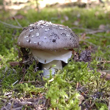 Eichwald *