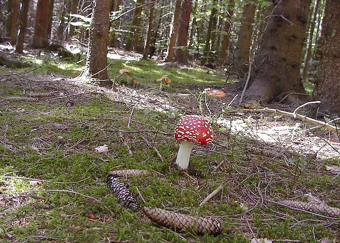 Gaestehaus Eichwald Apartman