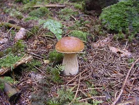 Apartman Gaestehaus Eichwald